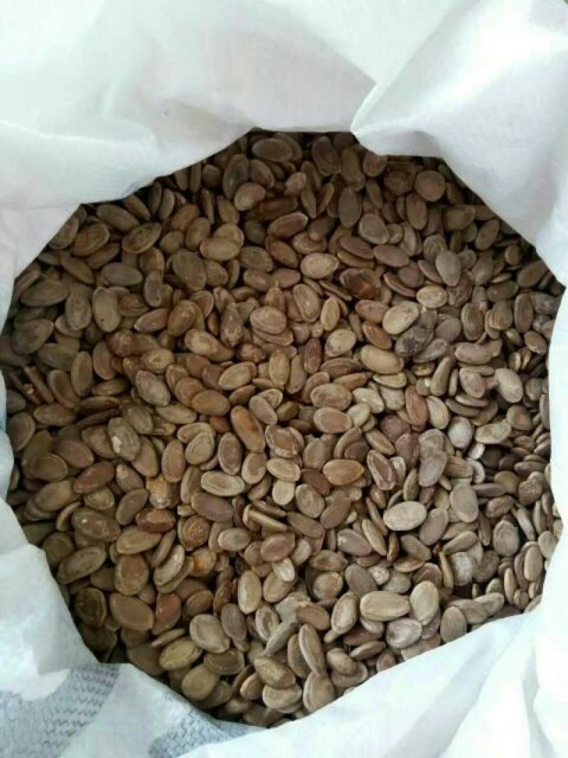 瓜蒌籽