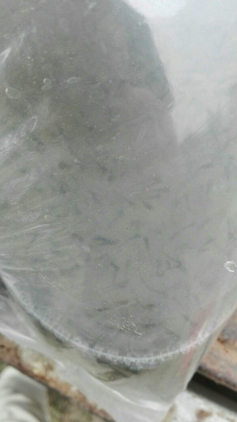 黄颡鱼苗