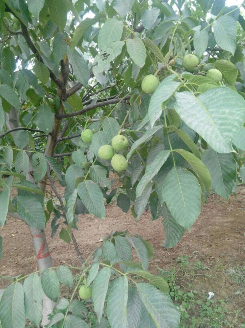 薄皮核桃30mm以上去皮干