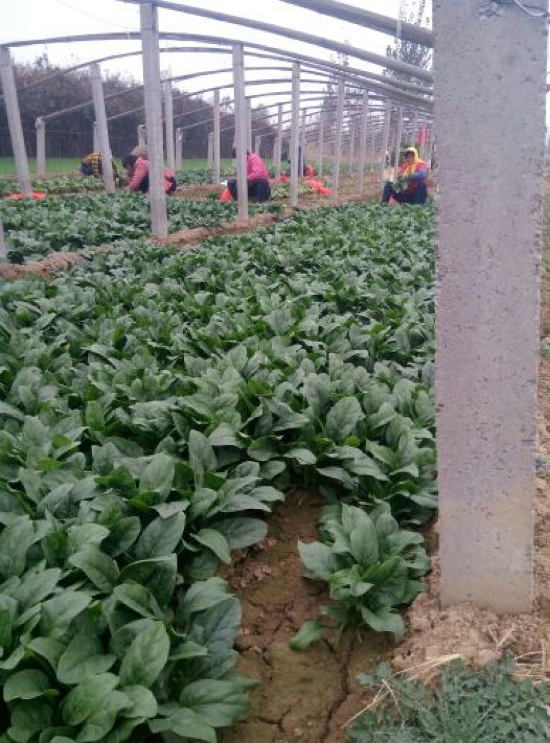 越冬菠菜25~30厘米