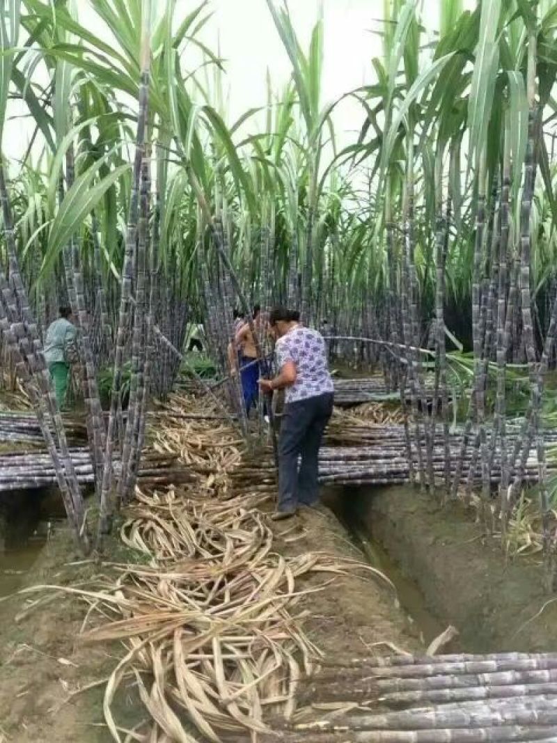 广西桂林阳朔黑皮甘蔗4~6斤3~4cm2~2.5米