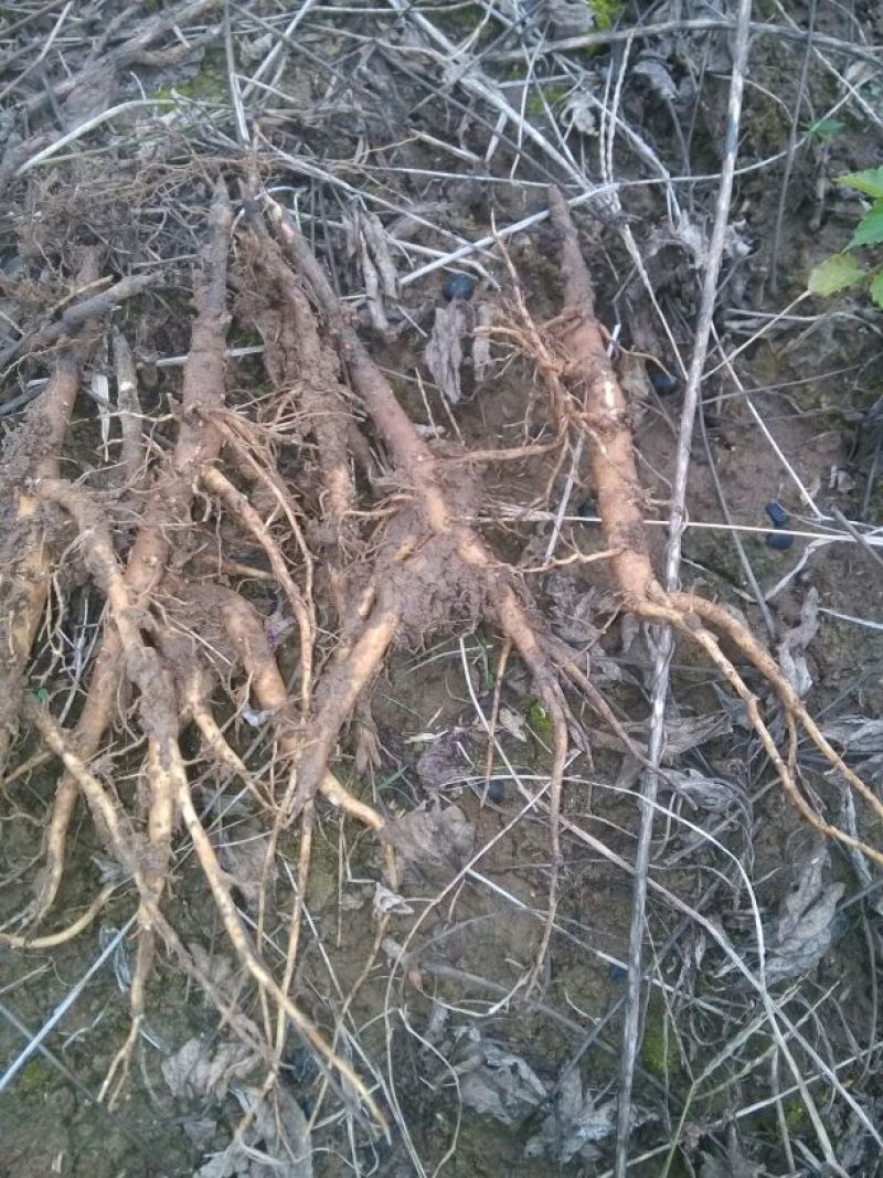 油用牡丹苗基地供应10~20cm