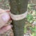 榆树2~4cm4cm以下2.5~3m