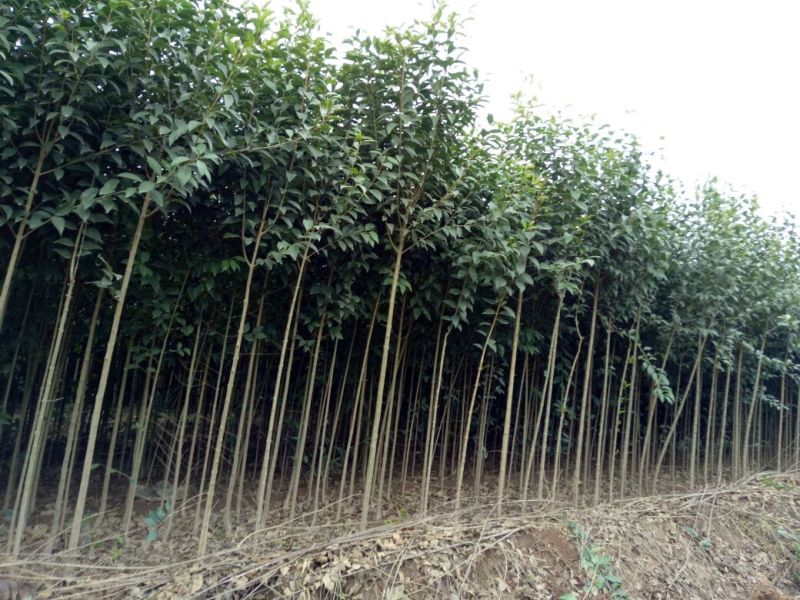 大叶女贞4cm以下