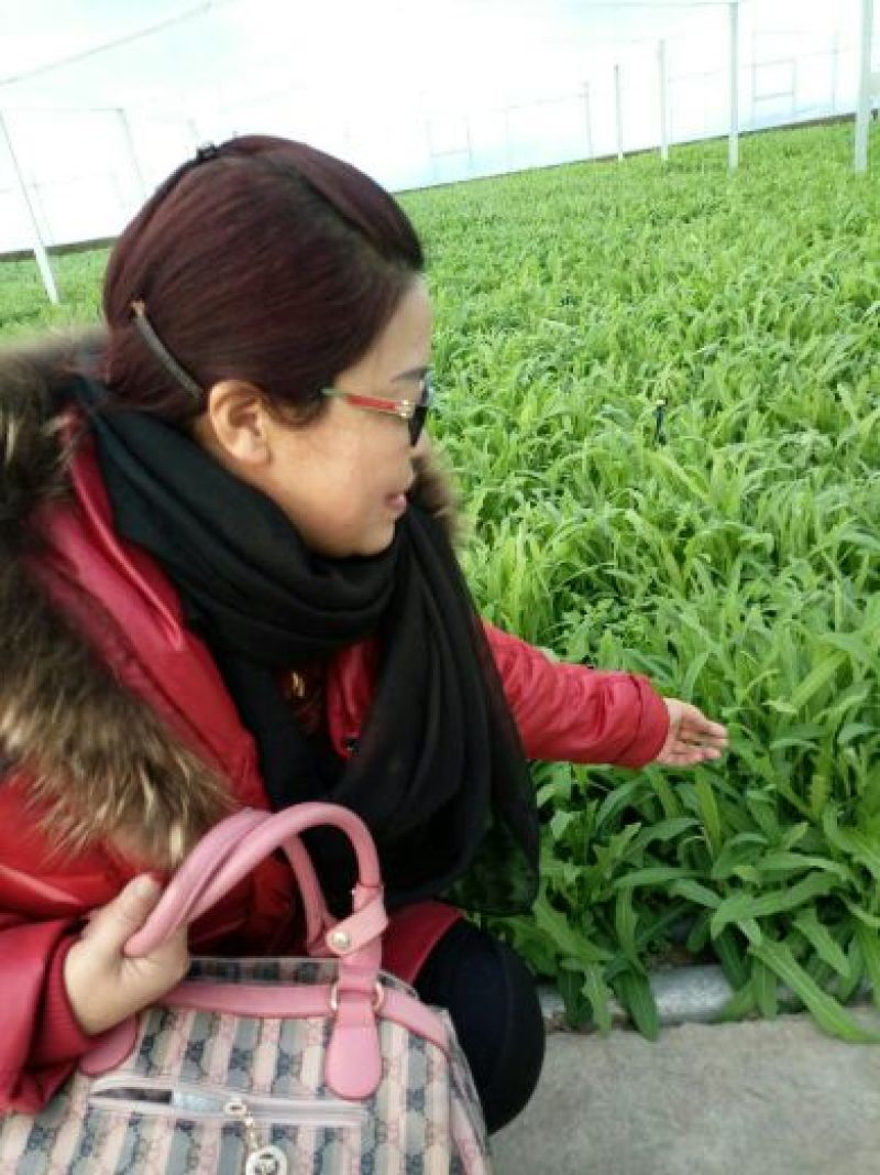 苦苣菜5~8厘米