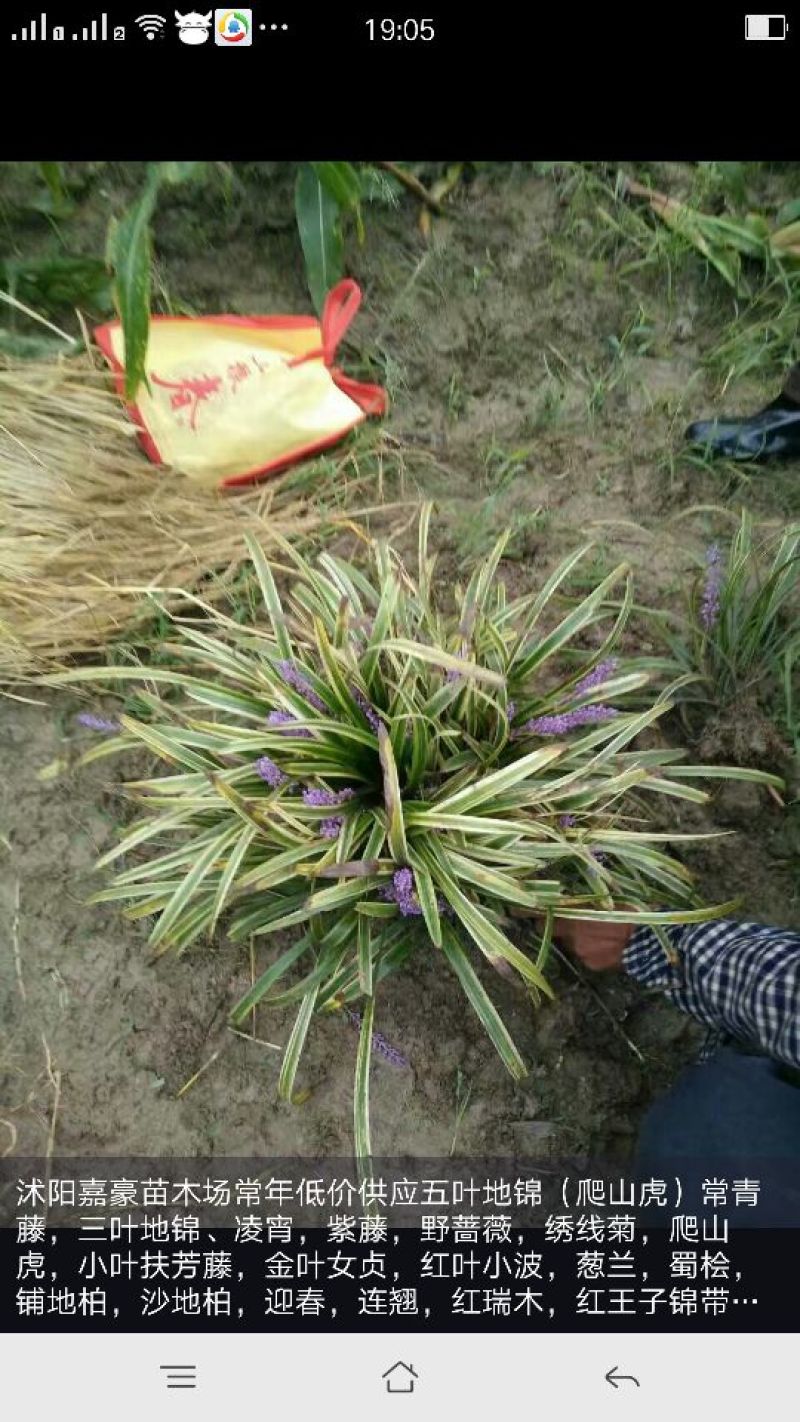 麦冬草