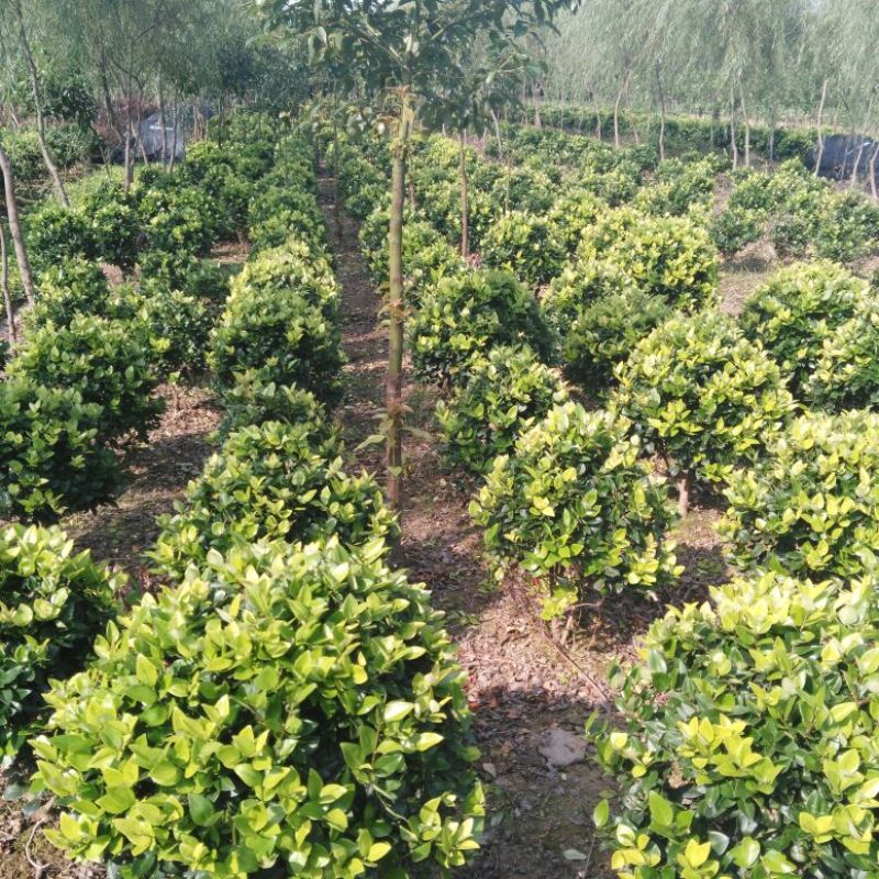 金叶女贞10一40公分地苗杯苗小毛球基地直销