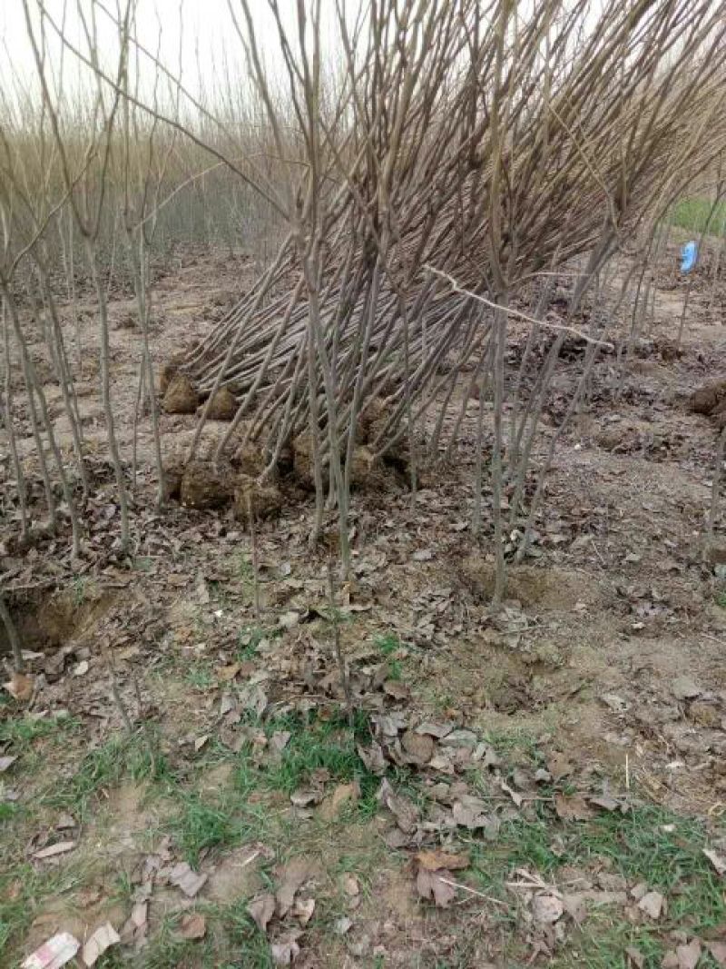 柿树