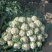 白花菜