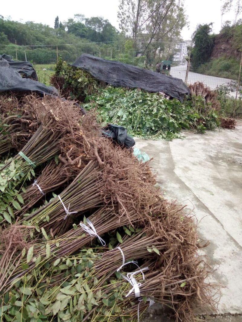 香椿芽10cm以下