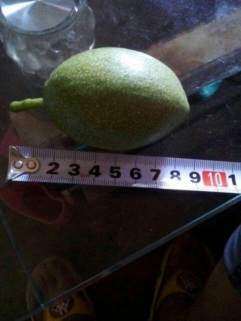 核桃苗免费提供种植技术
