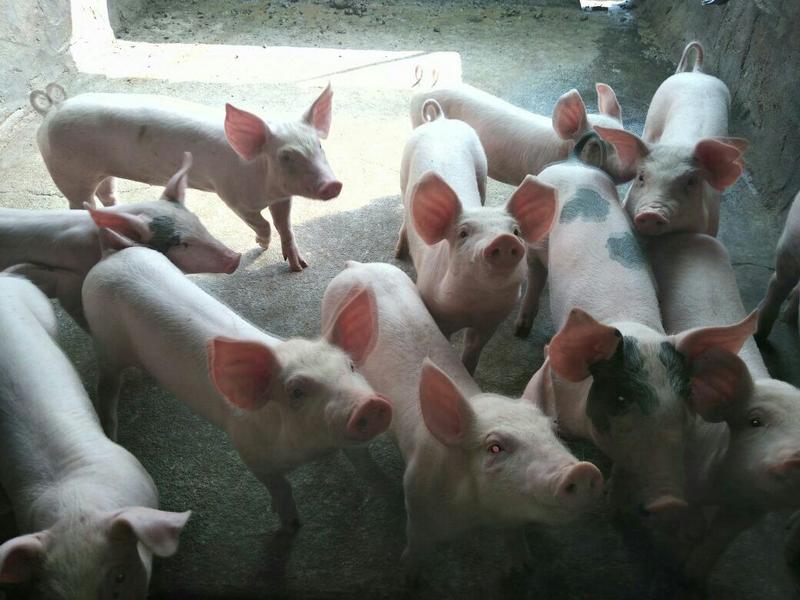 山东仔猪供应基地，常年批发长白仔猪，大罗克杜罗克，