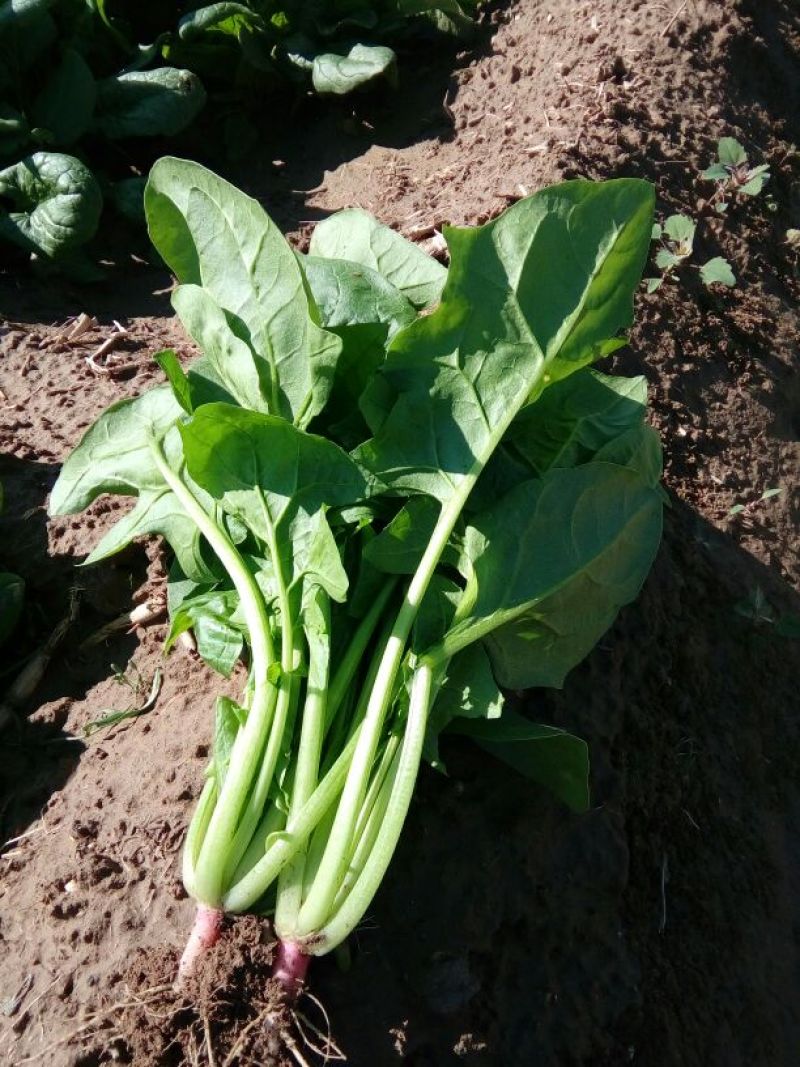 大叶菠菜30~35厘米