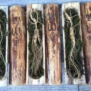 林下参