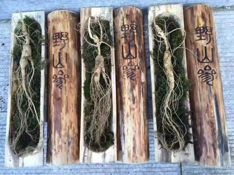 林下参