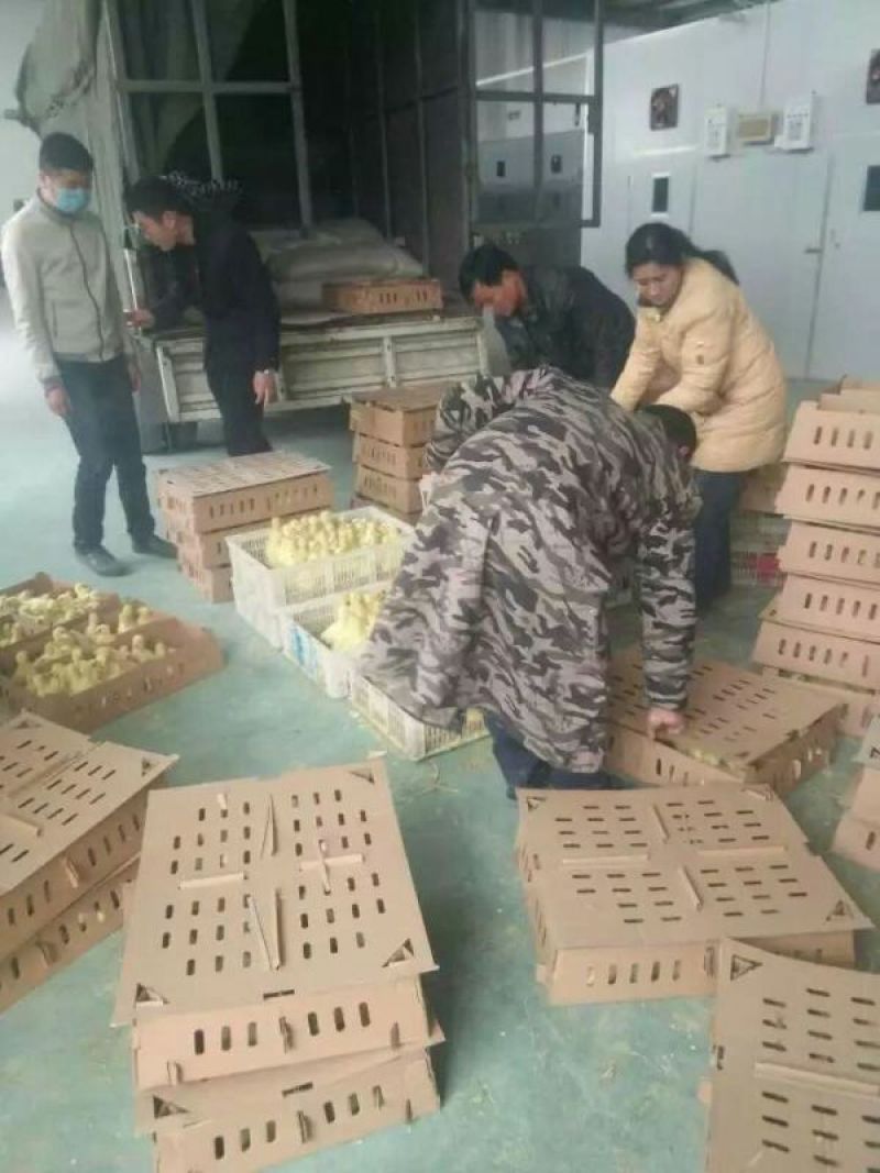 皖西白鹅鹅苗250g