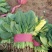 菠菜15~20厘米现货现发新鲜发货常年供应价格优惠批发