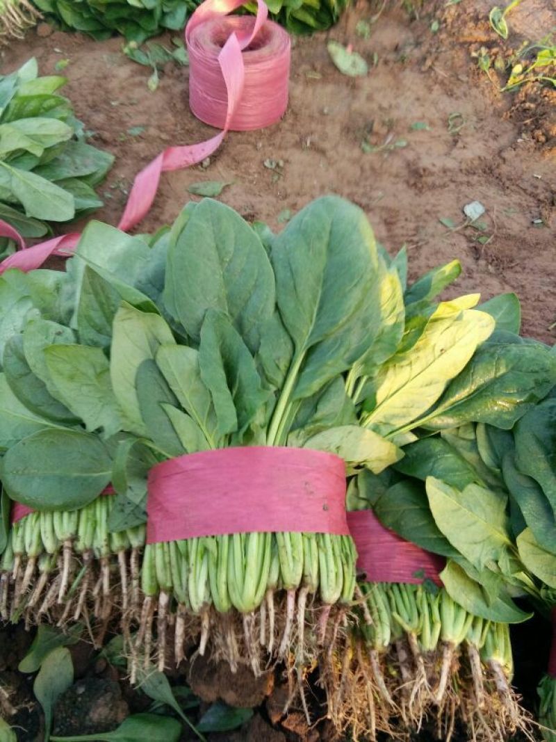 菠菜15~20厘米现货现发新鲜发货常年供应价格优惠批发