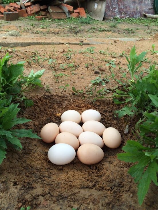 石门土鸡江西南昌市湾里区_批发_供应-一亩田