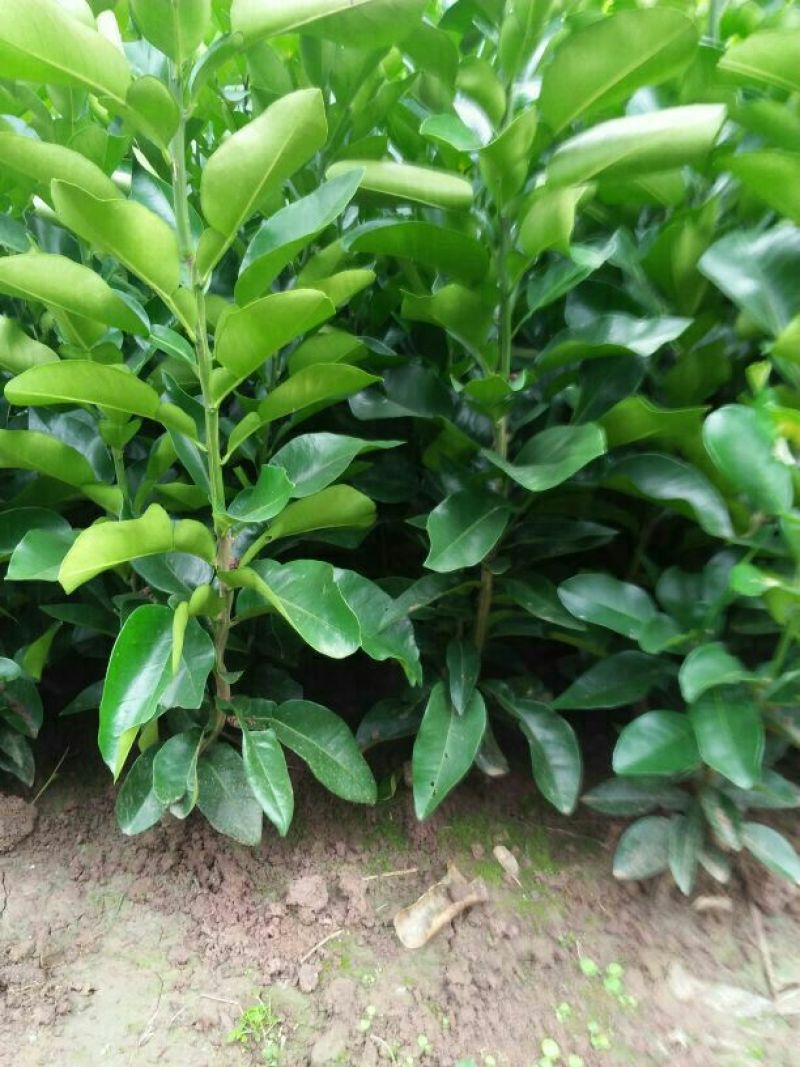 三红蜜柚苗(基地直供，品种纯正
