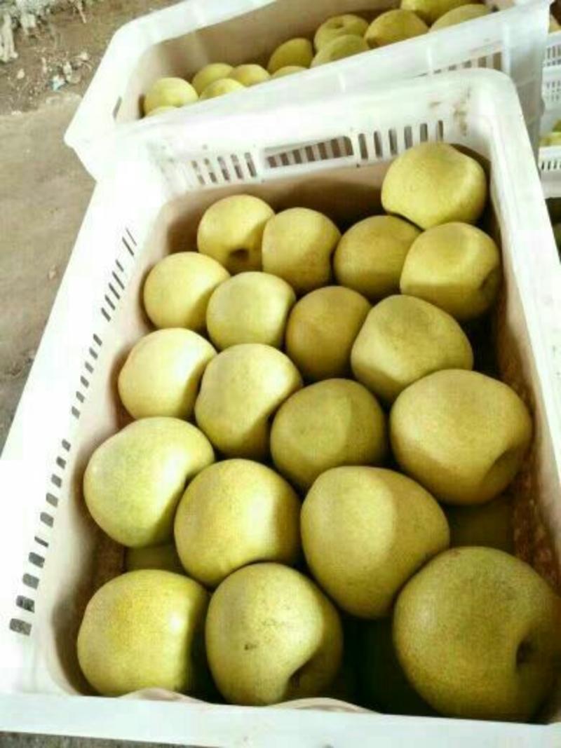 安徽砀山酥梨250~300g光果产地直供货源充足