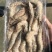 青虾