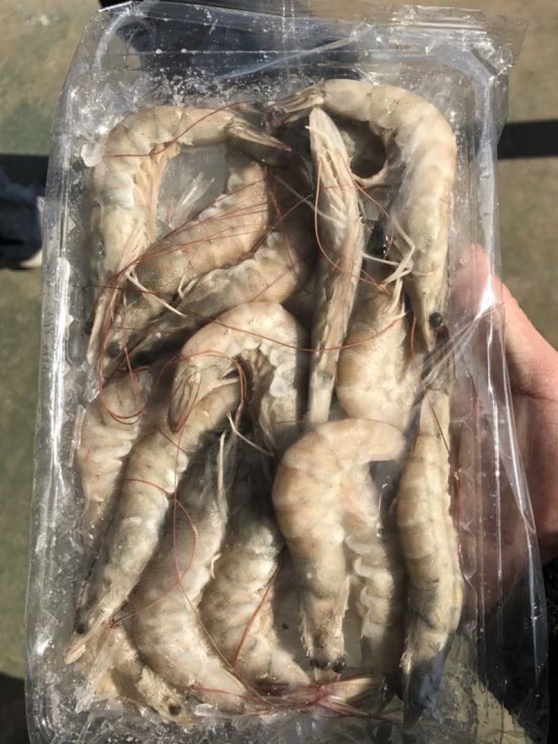 青虾