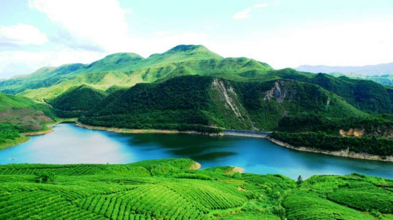 石阡苔茶特级