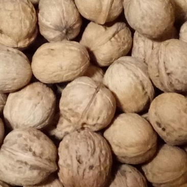 薄皮核桃30mm以上去皮干