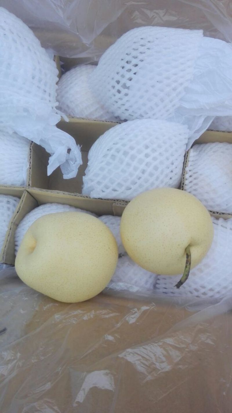 皇冠梨200~250g纸袋