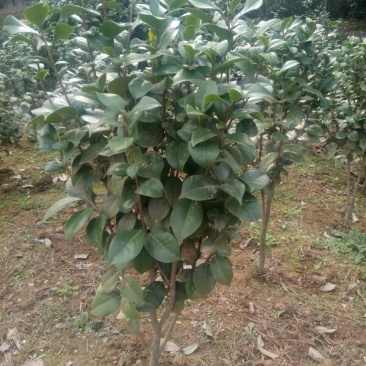 茶花50~80cm
