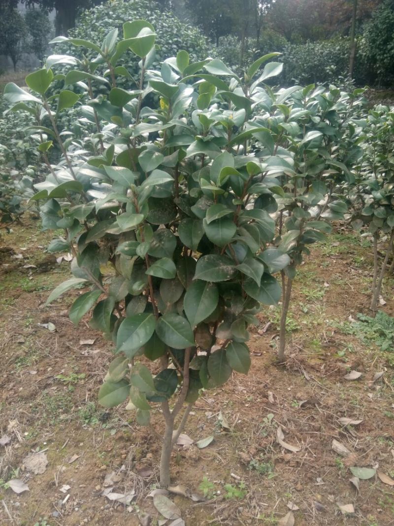 茶花50~80cm