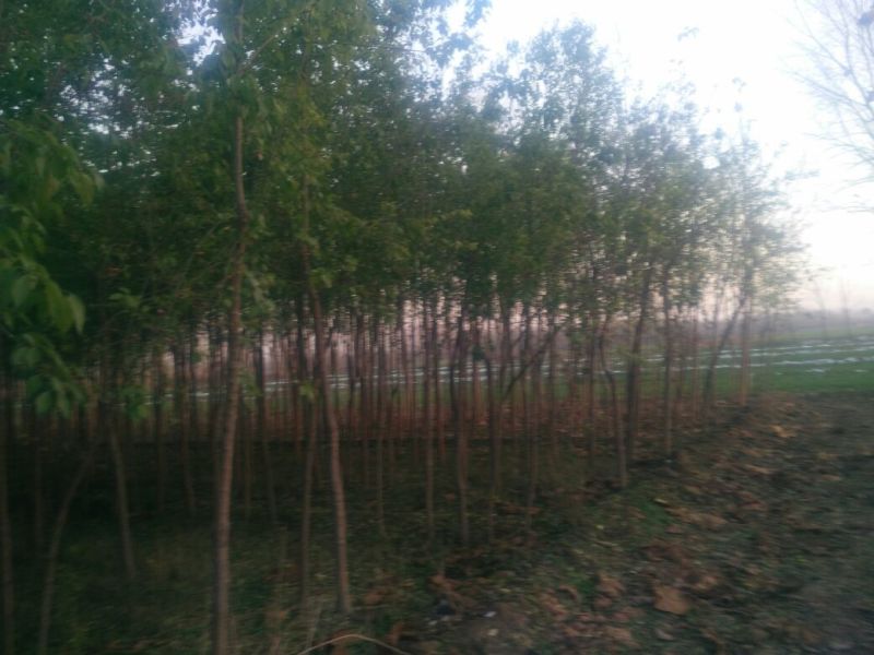 丝绵木10cm以下
