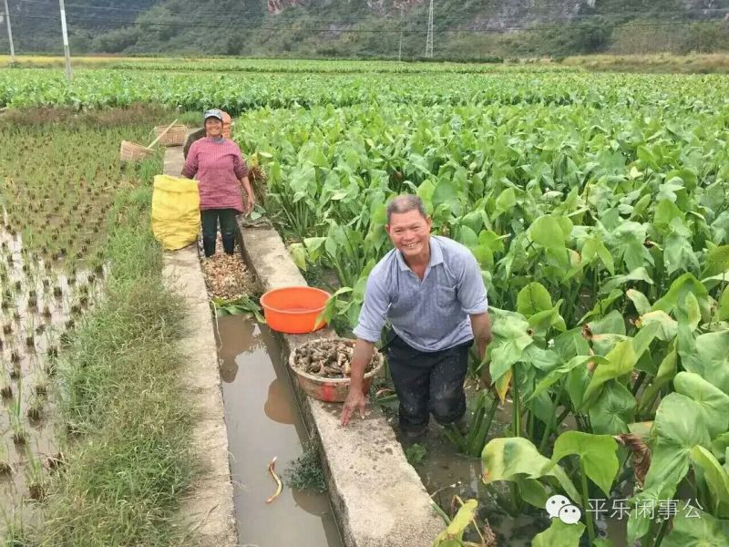 慈姑水洗