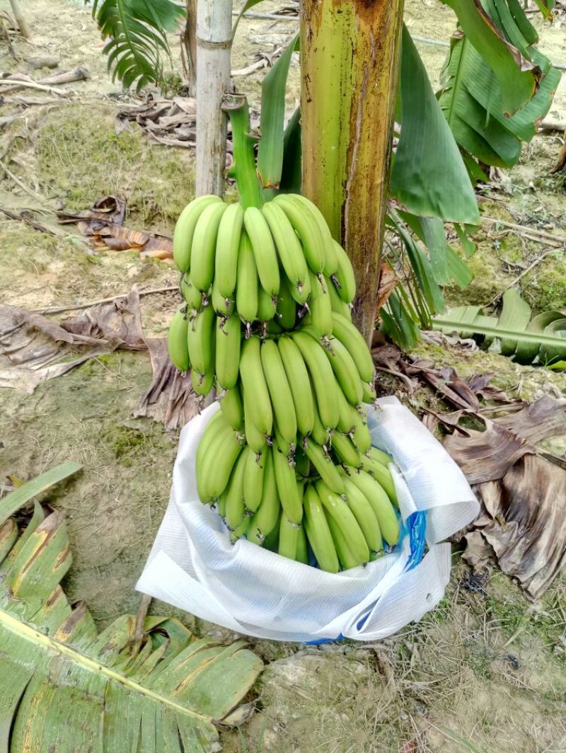 巴西香蕉八成熟