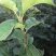 梨树苗0.8~3cm80cm以上