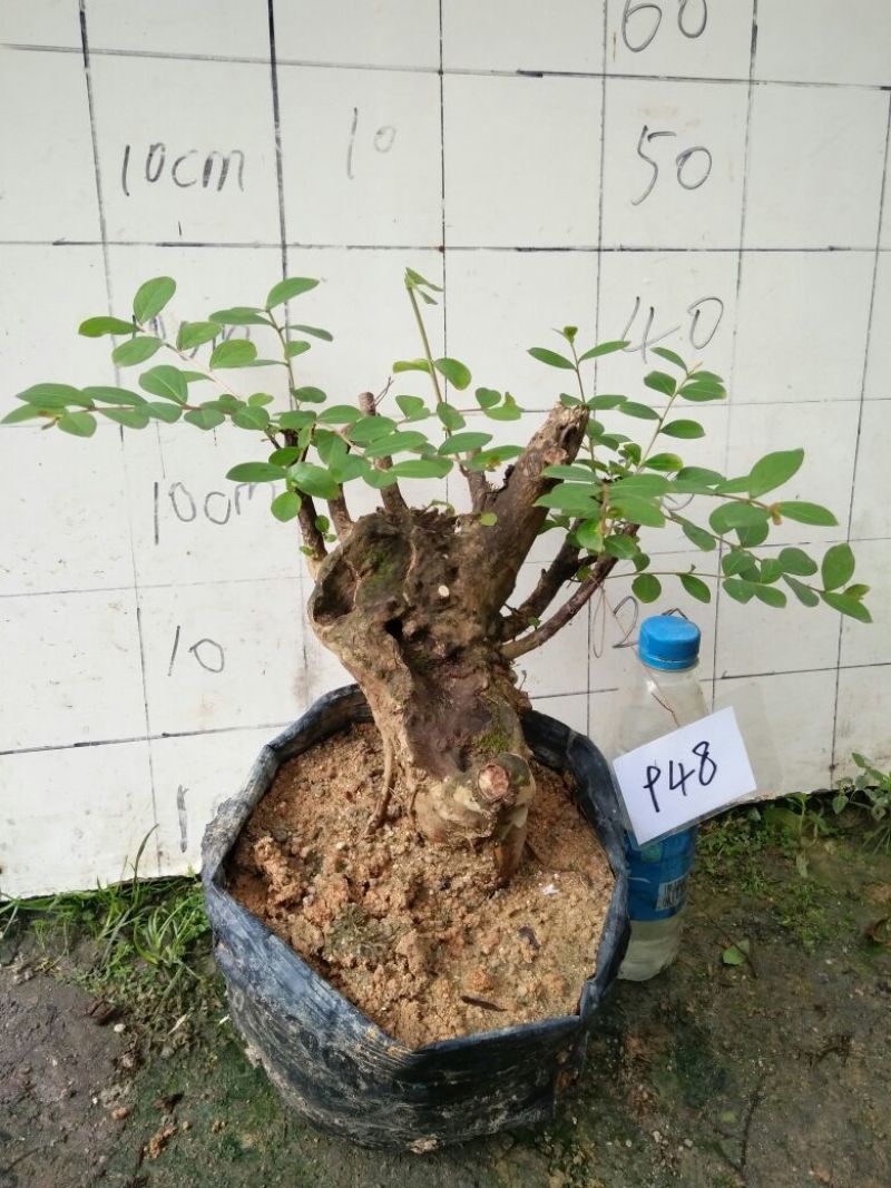 红花紫薇2cm以下0.5米以下1米以下