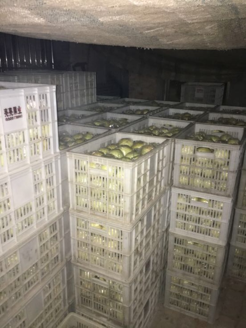 酥梨