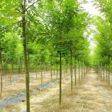 国槐2~15cm10~12cm3米