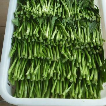 蔬菜