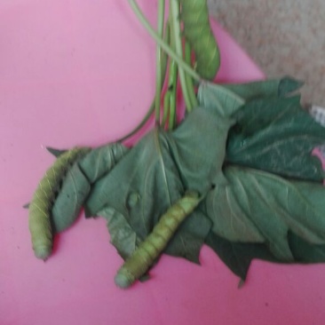 豆丹食用
