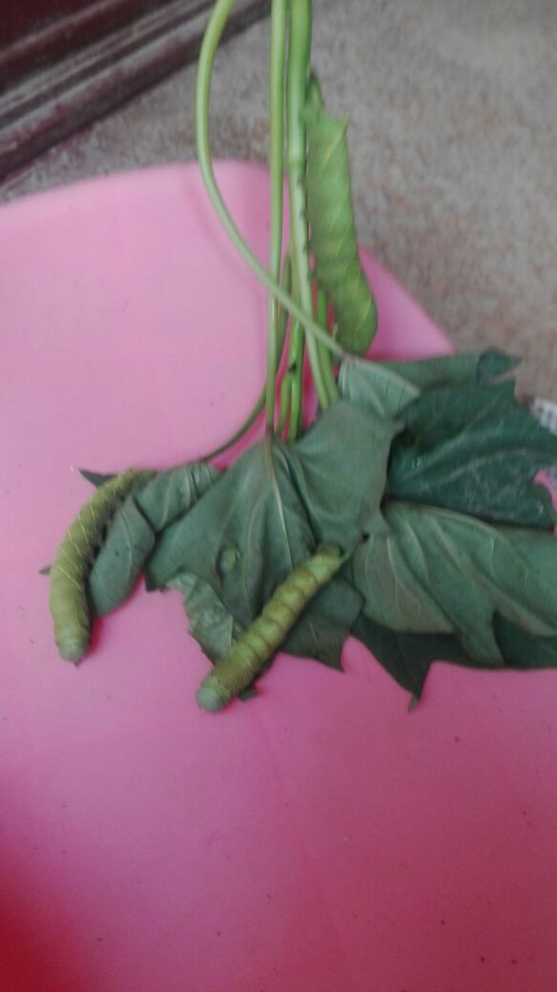 豆丹食用