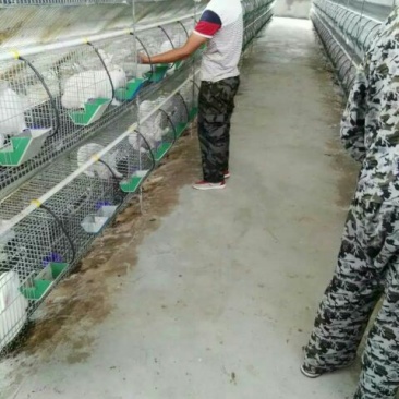长毛垂耳兔肉兔,獭兔