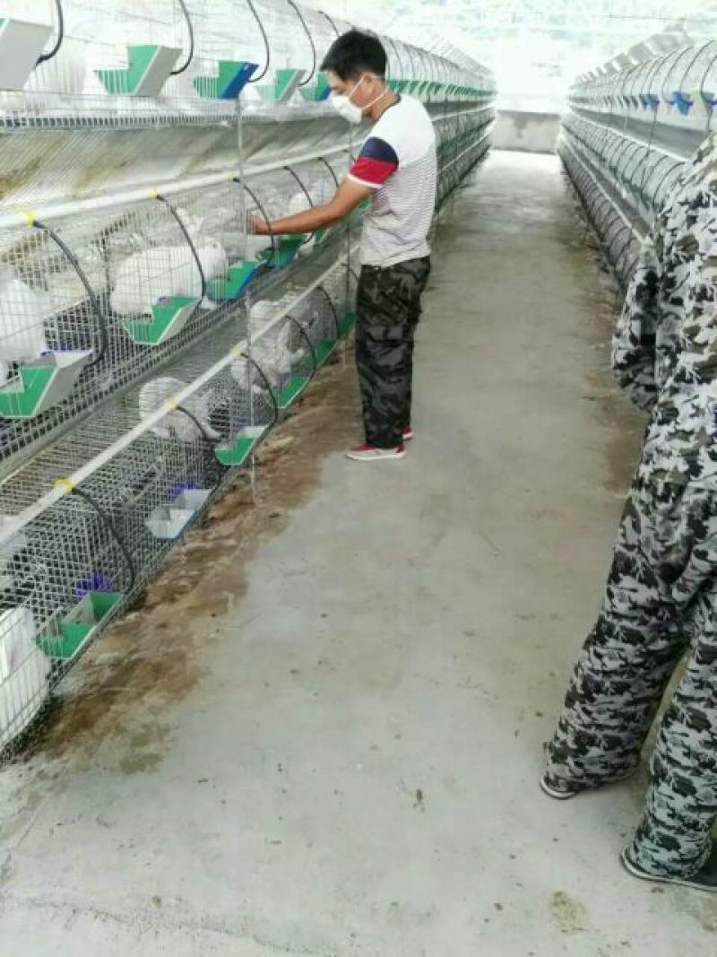 长毛垂耳兔肉兔，獭兔