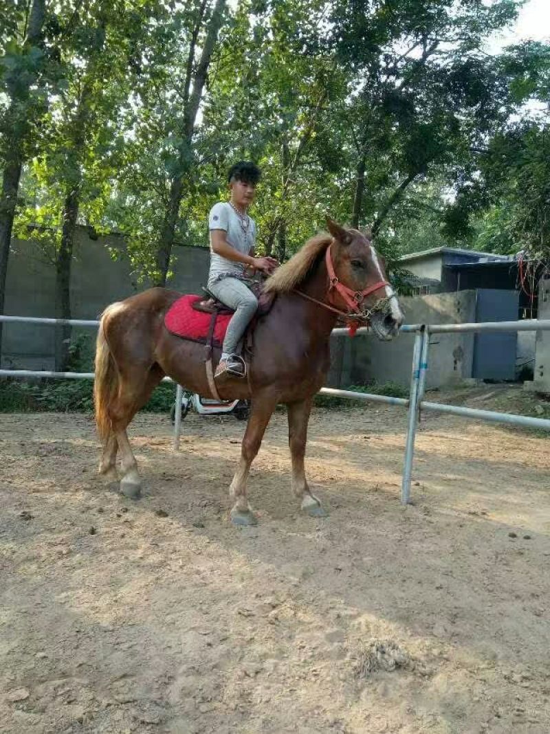 肉马100~200kg