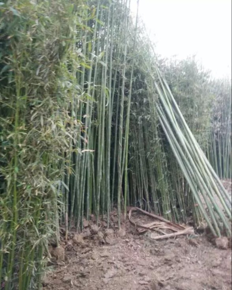 竹子