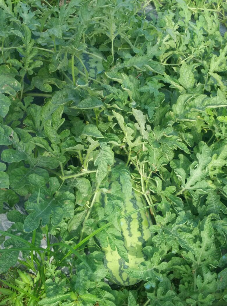 福建宁德市霞浦县小富西瓜 5斤打底 8成熟 1茬