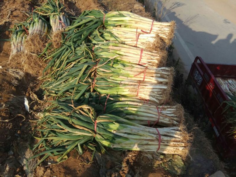 长白大葱40cm以上毛葱2cm左右