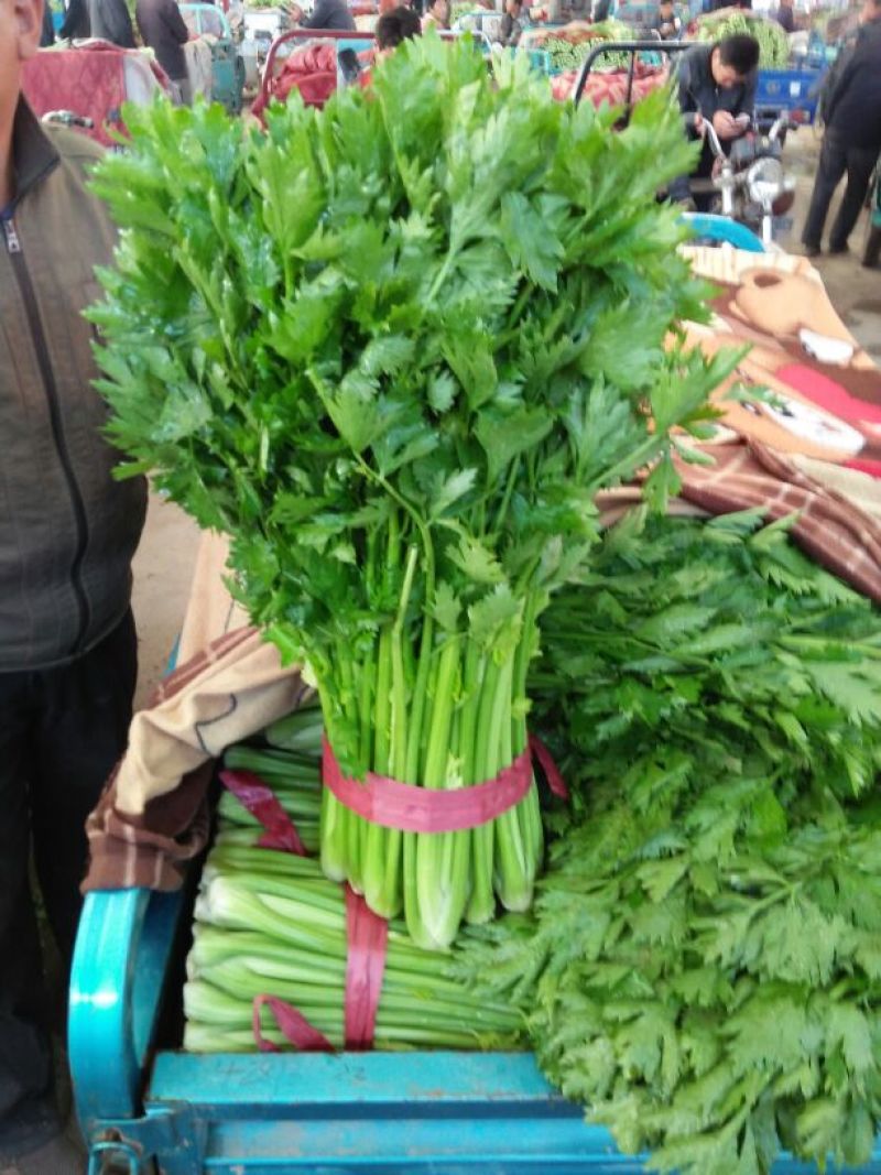 香芹，50里米以上，一手货源，量大货优，价格美丽