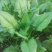 秋菠菜25~30厘米